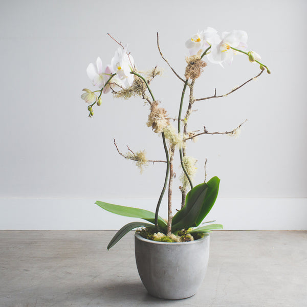 Phalaenopsis Orchid