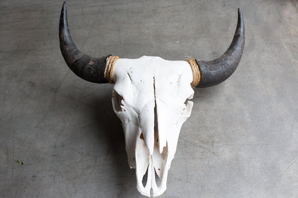 Buffalo Skull