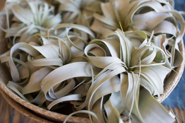 Airplants