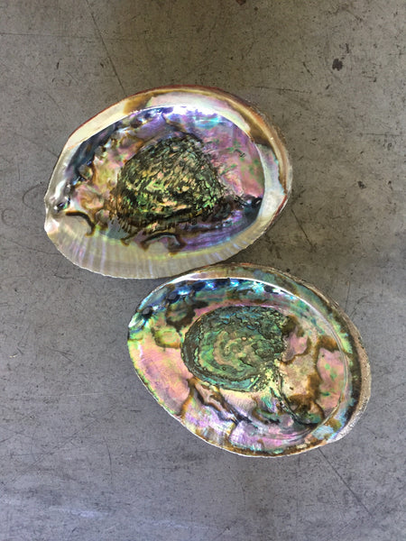 Abalone Shell