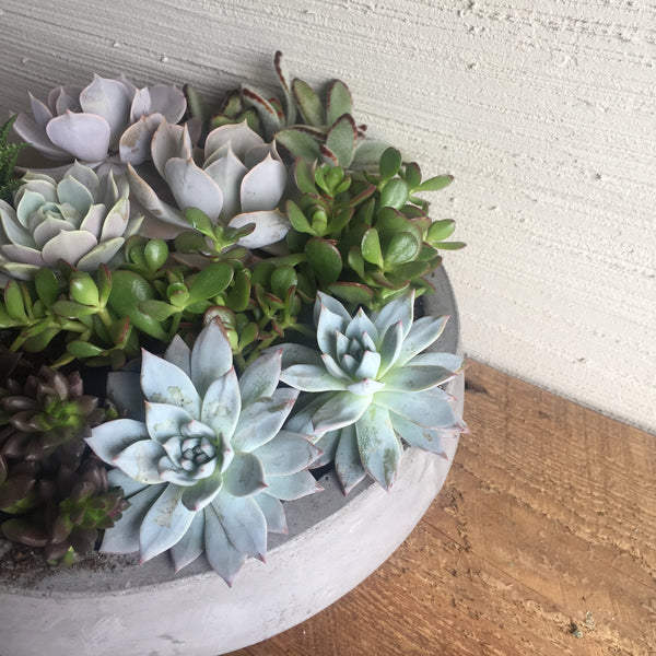 Succulent + Cacti Class and Margaritas - 6/27