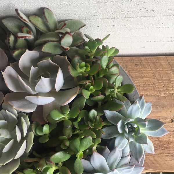 Succulent + Cacti Class and Margaritas - 6/27