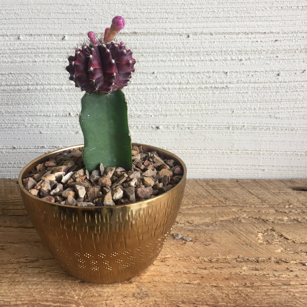 Plum Moon Cactus in Jema Gold Pot