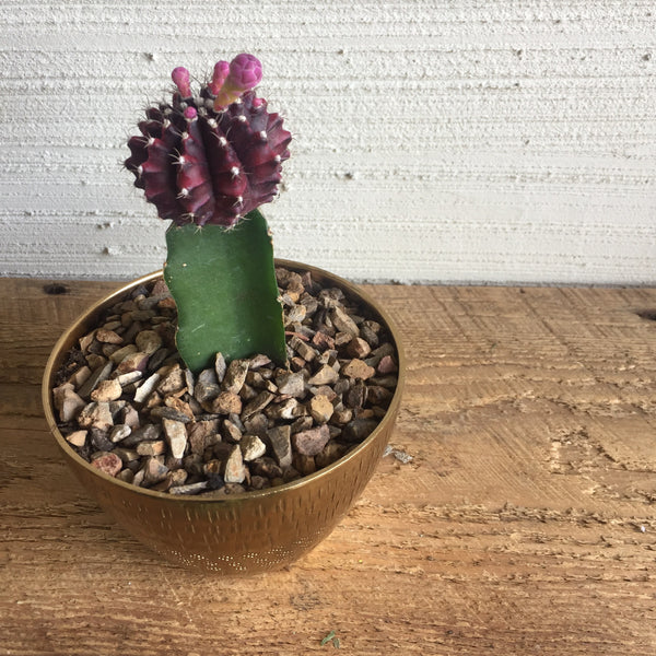 Plum Moon Cactus in Jema Gold Pot