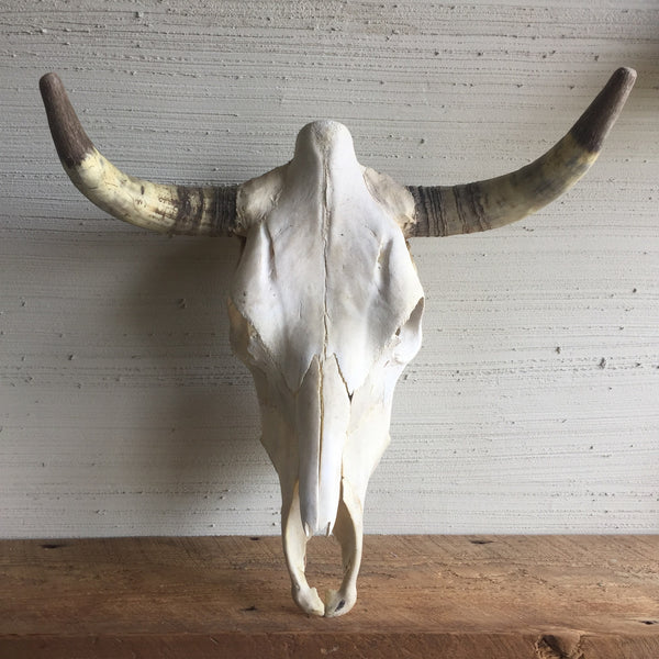 Cow Skull