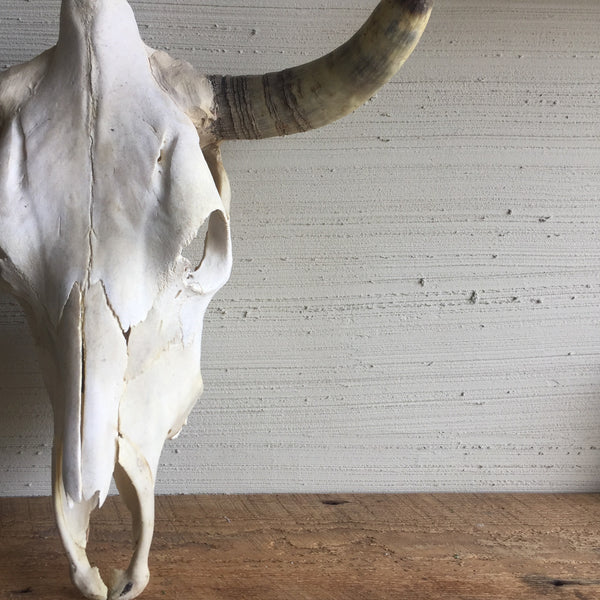 Cow Skull