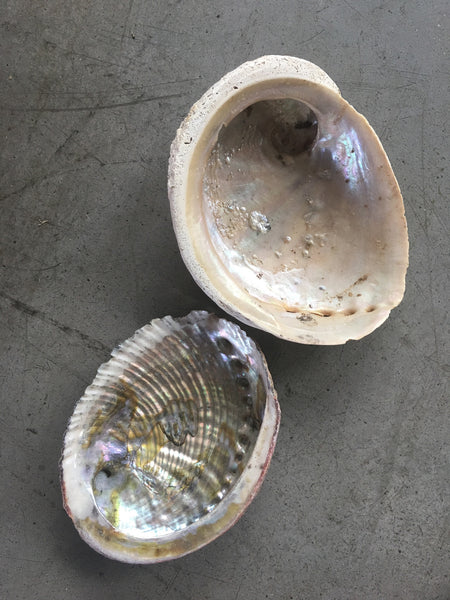 Abalone Shell