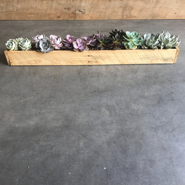 Succulent Box