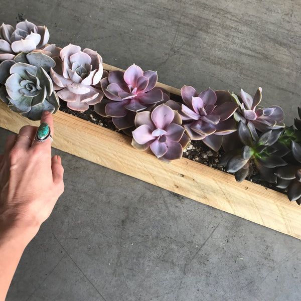 Succulent Box