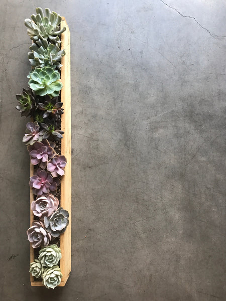 Succulent Box