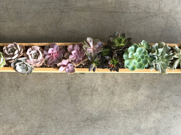 Succulent Box