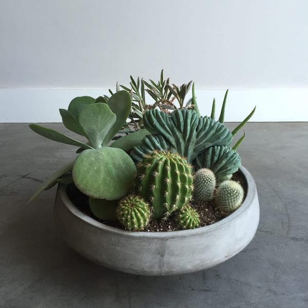 Succulent Class - 10/6